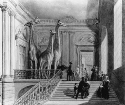 Giraffes on the Staircase in the British Museum by George Snr Scharf